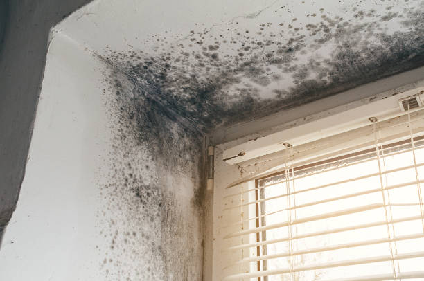 Trusted Black Mold Removal service in Onekama, MI - Cheap Mold Removal